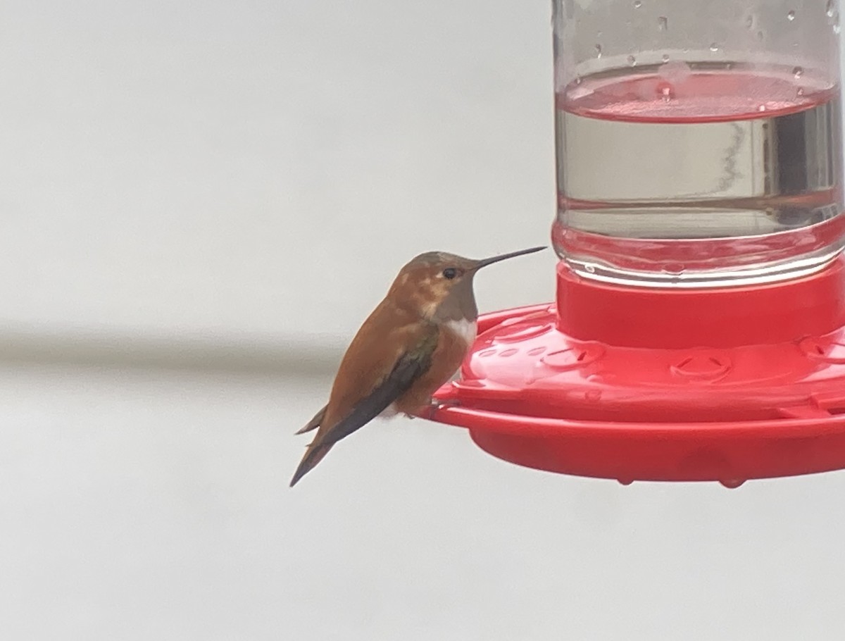 Rufous Hummingbird - ML282004721