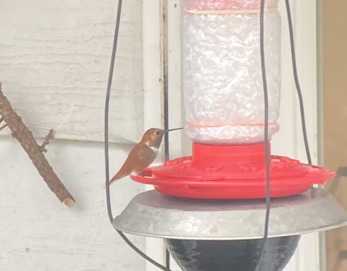 Rufous Hummingbird - ML282004751