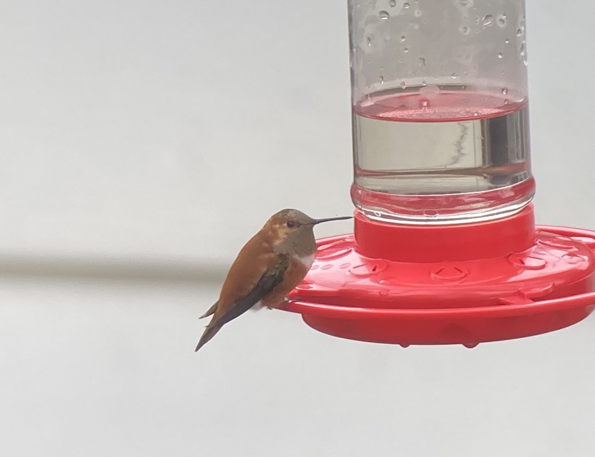 Rufous Hummingbird - ML282004771
