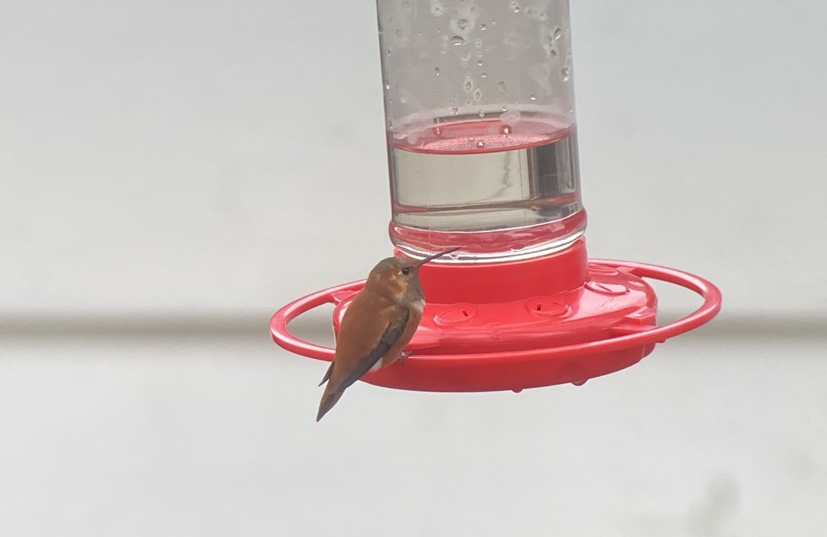 Rufous Hummingbird - ML282004781