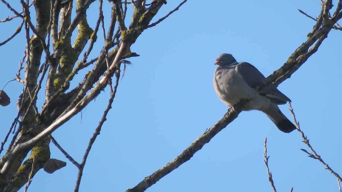 Common Wood-Pigeon (White-necked) - ML282005641