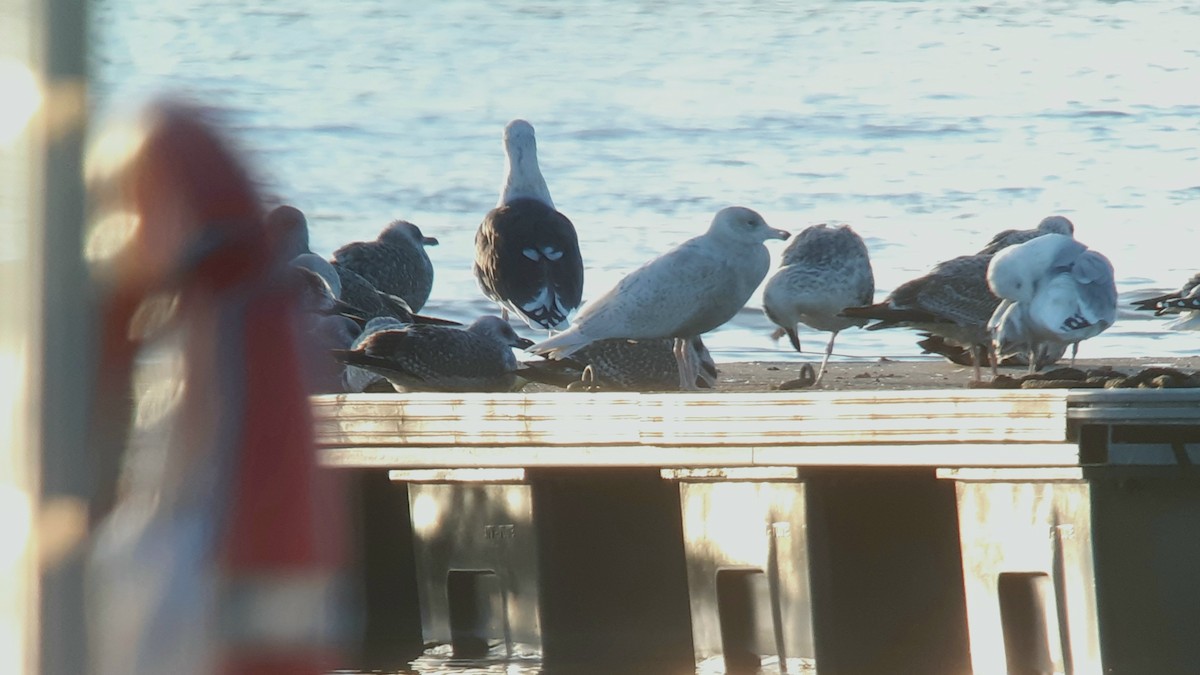 Glaucous Gull - ML282009021