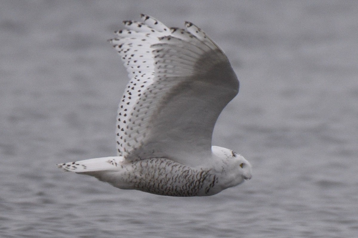 Snowy Owl - ML282011871