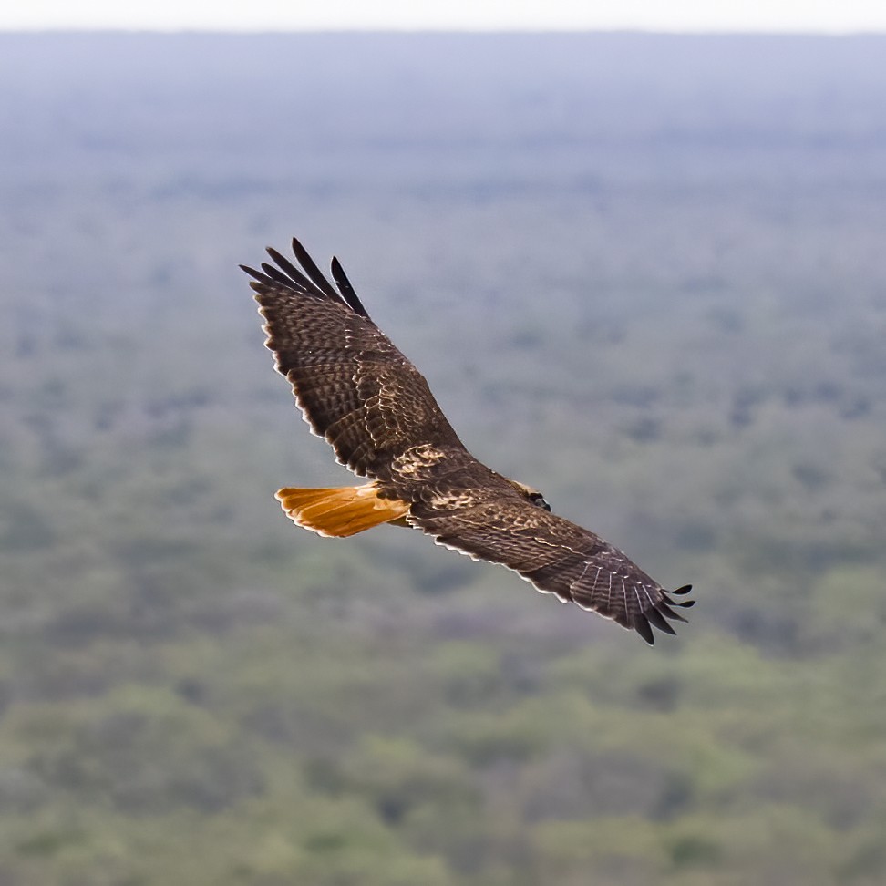 Red-tailed Hawk - Rolando Barrera