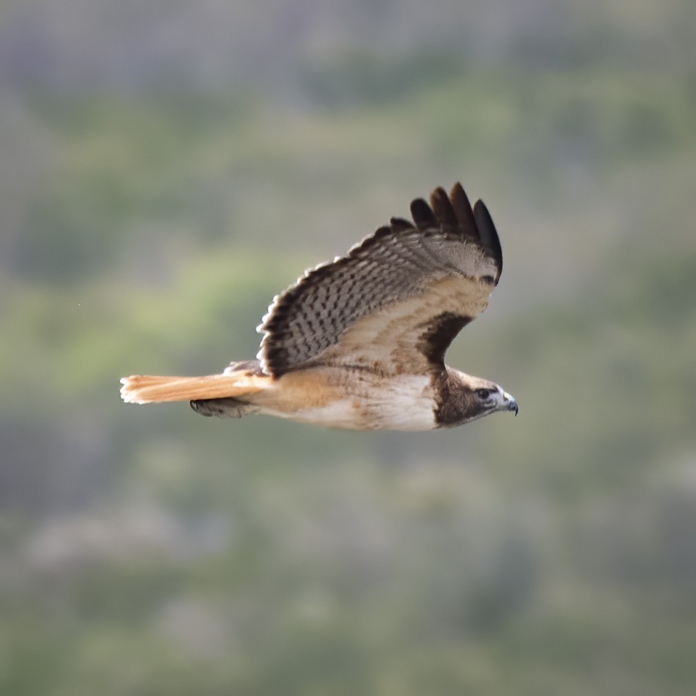 Red-tailed Hawk - Rolando Barrera