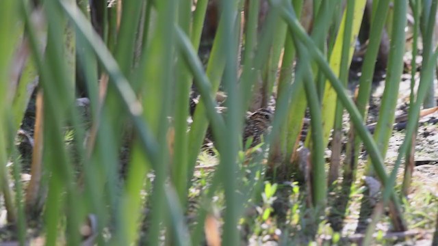 Wilson's Snipe - ML282014051