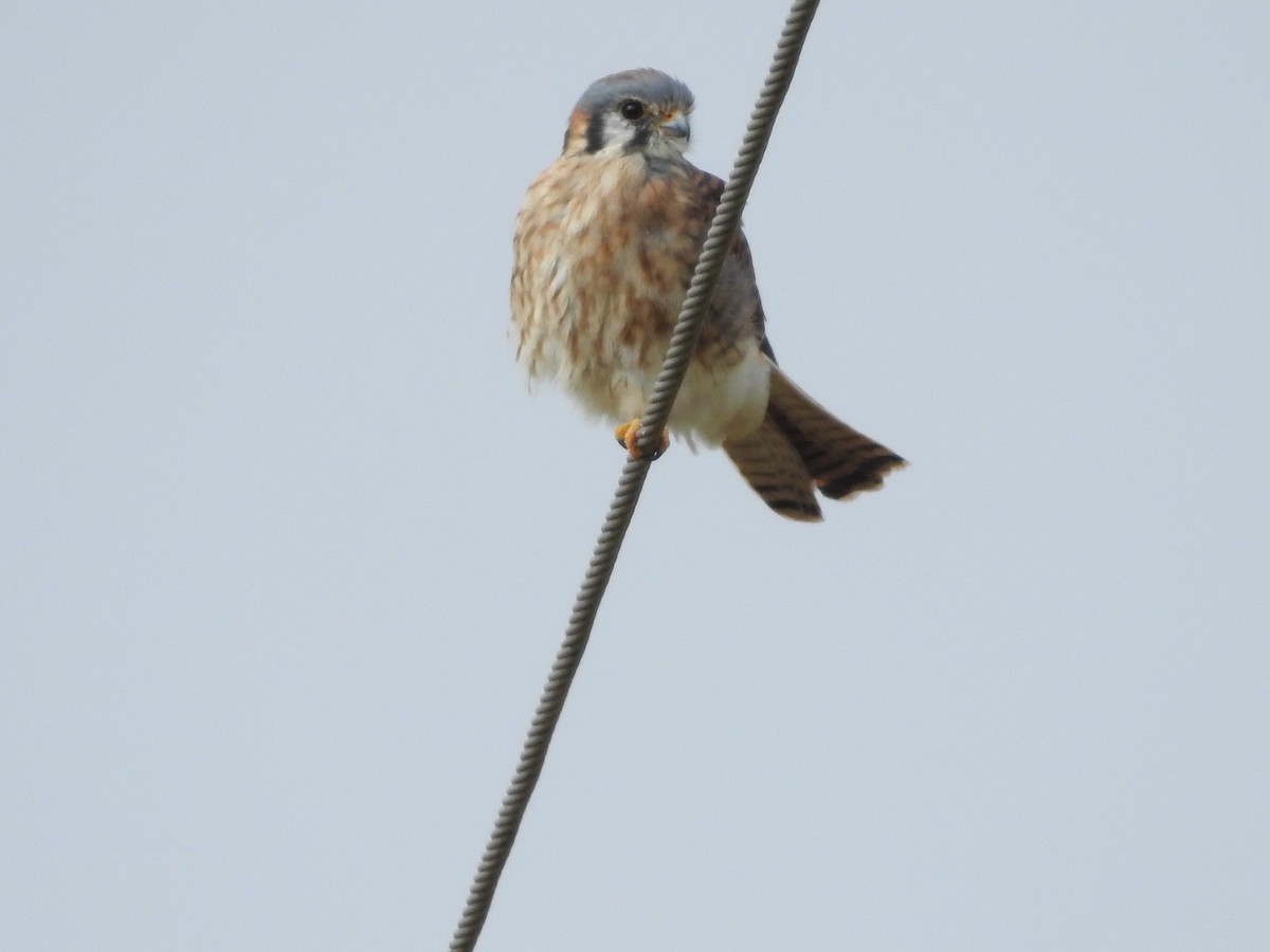 American Kestrel - ML282014111