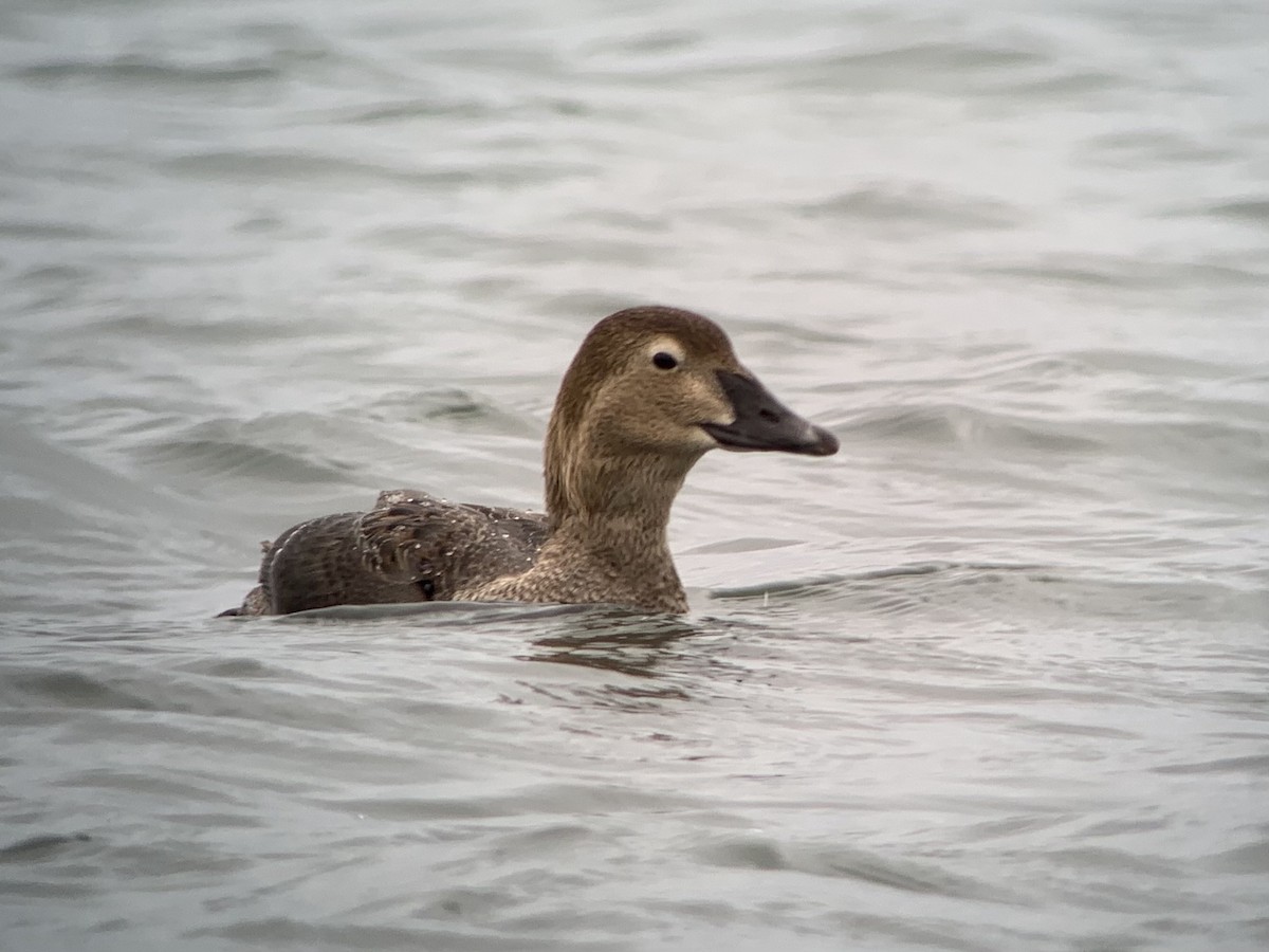 King Eider - ML282014411