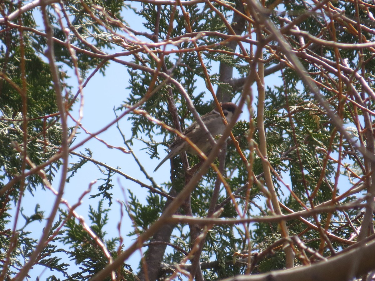 Eurasian Tree Sparrow - Drew Meyer