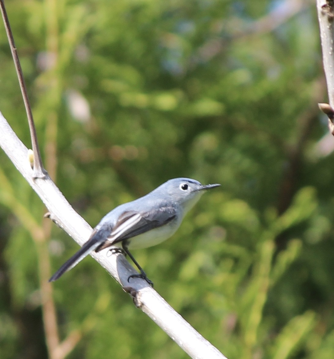 Gobemoucheron gris-bleu - ML28201551