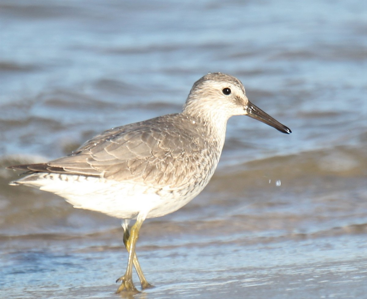 Red Knot - ML282015621