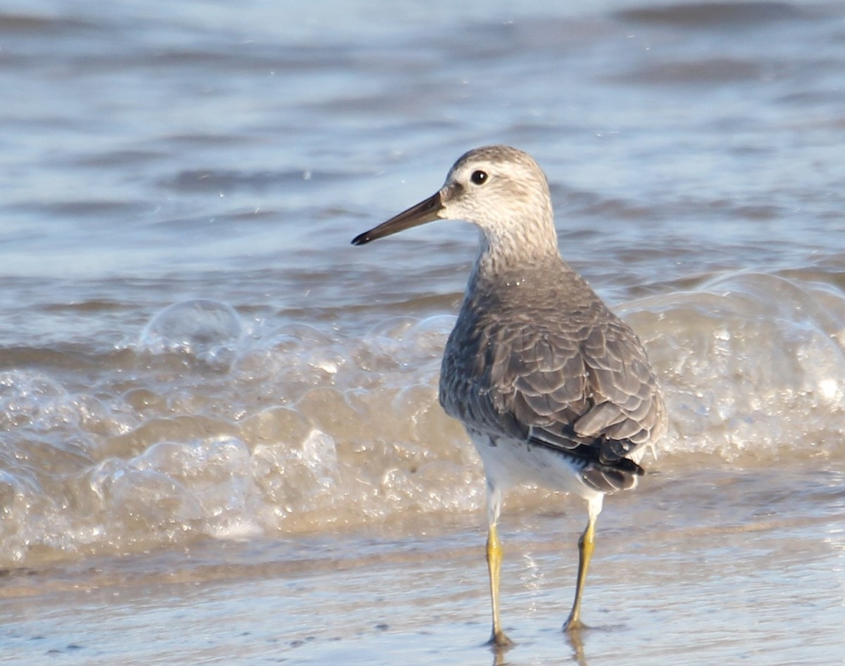 Red Knot - ML282015891