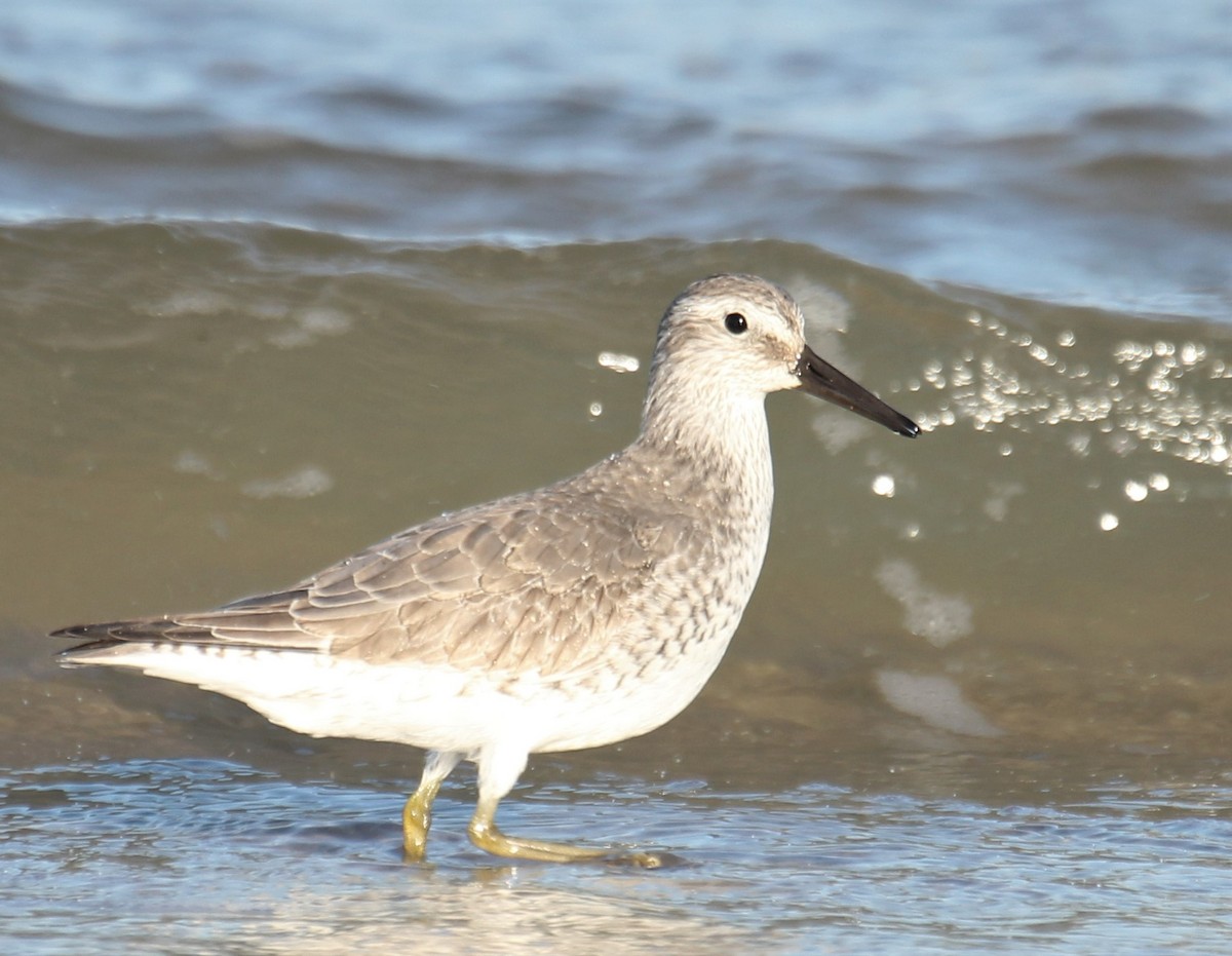 Red Knot - ML282015901