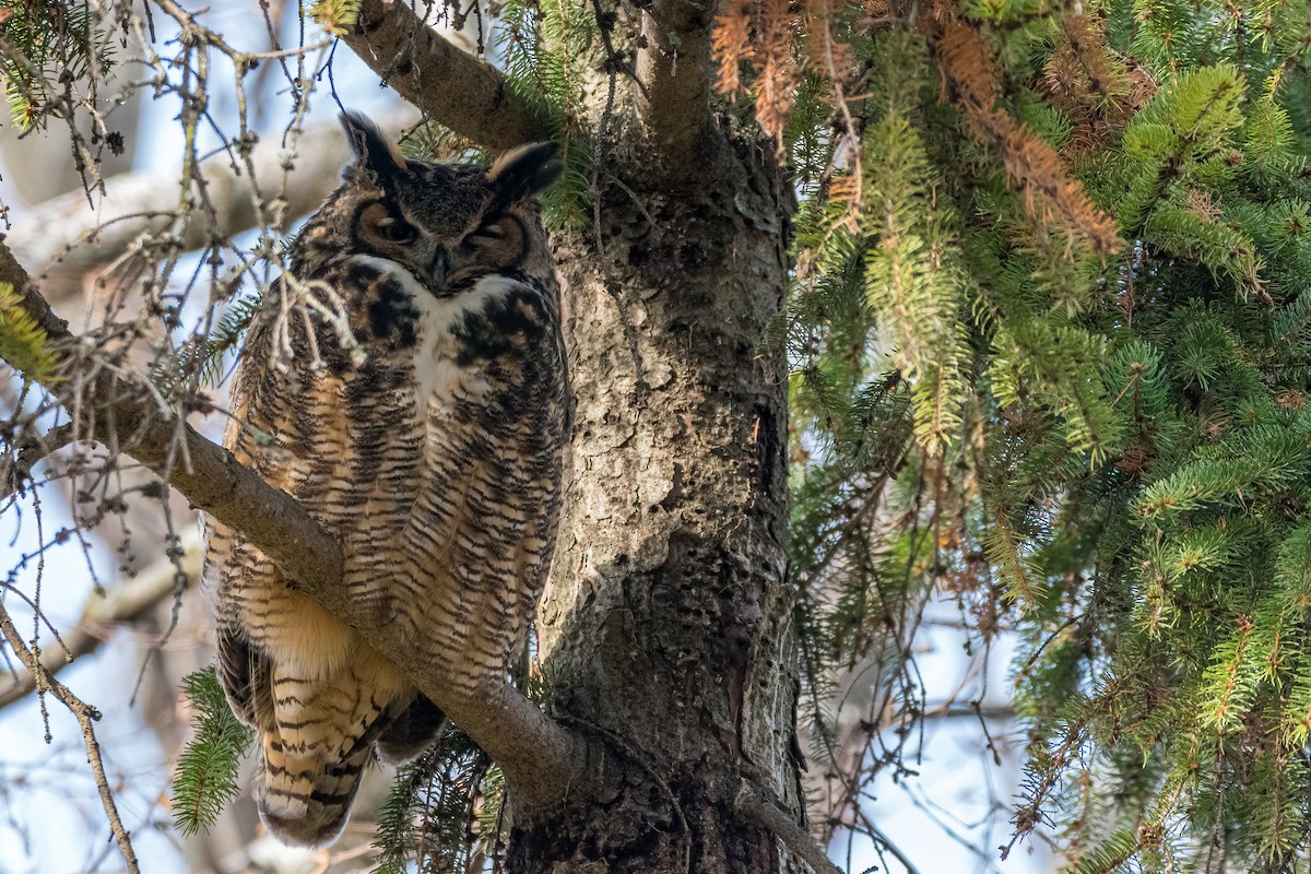 Great Horned Owl - Matt Saunders