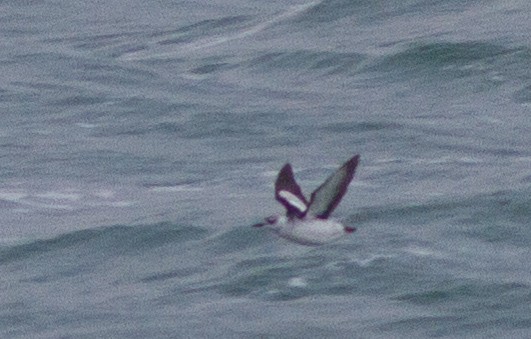 Black Guillemot - ML282016041