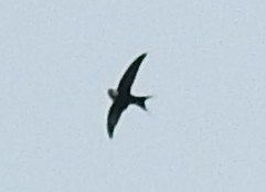 Lesser Swallow-tailed Swift - ML282016851