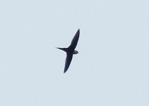 Lesser Swallow-tailed Swift - ML282016871
