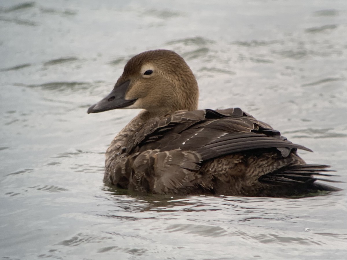 King Eider - ML282017161