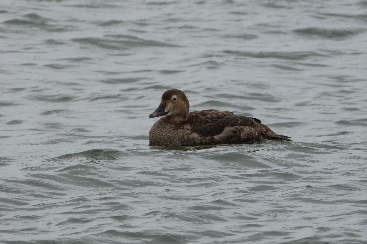 King Eider - ML282017471