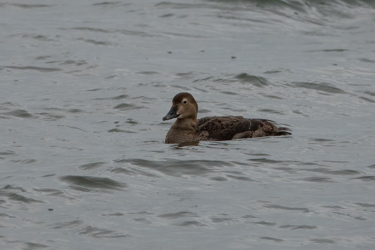 King Eider - ML282017481