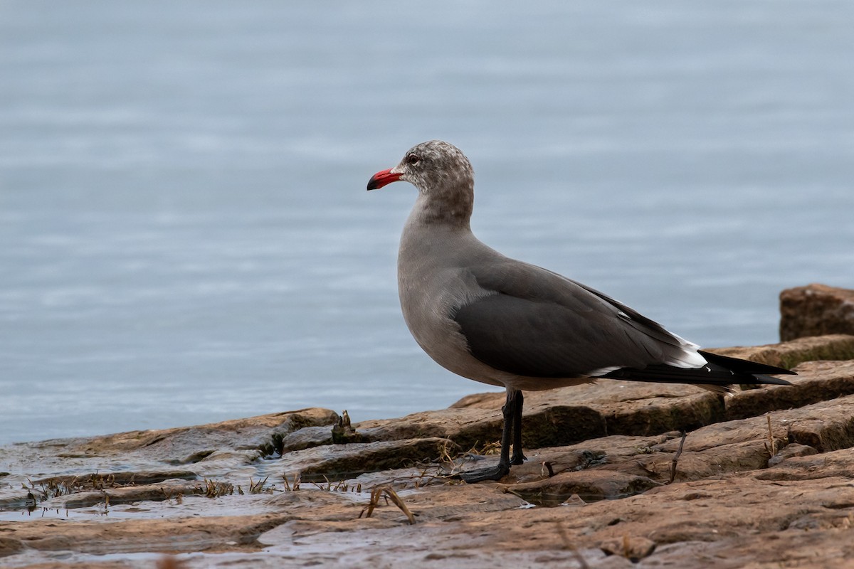 Gaviota Mexicana - ML282017901