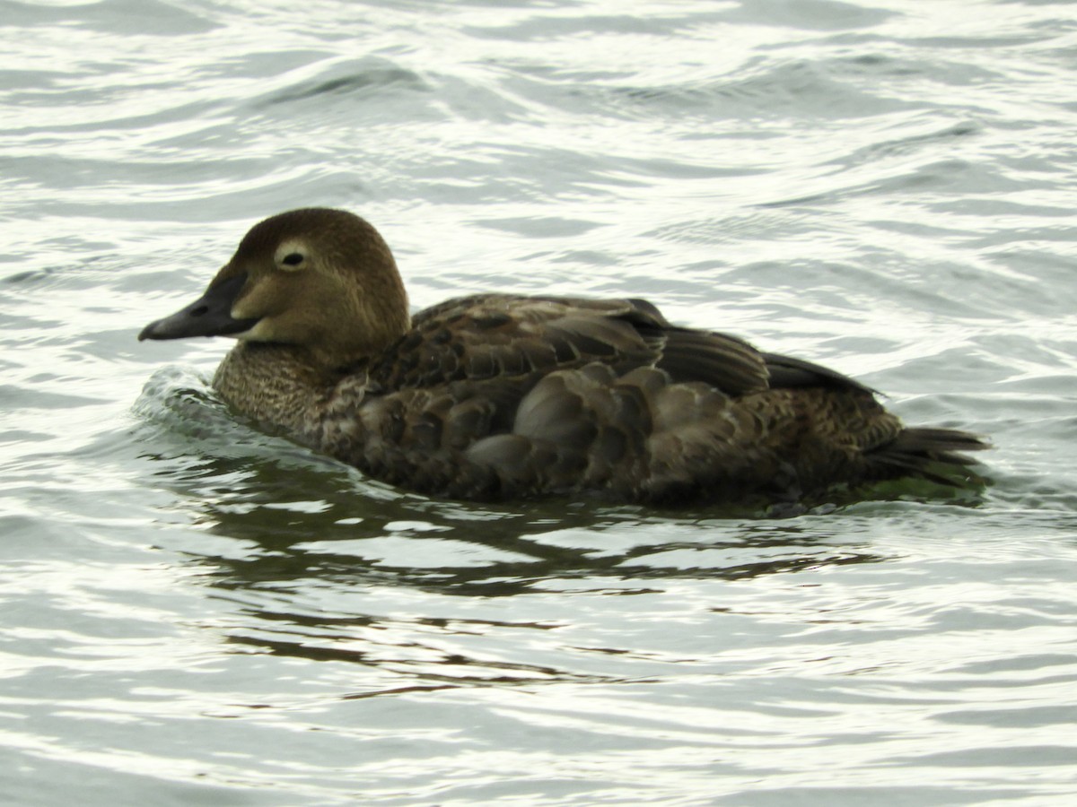 King Eider - ML282018461