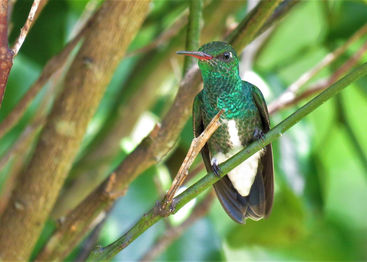 kolibřík zrcadlový - ML282019071