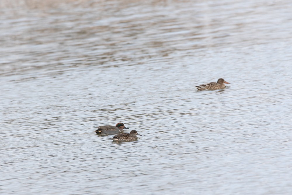 Green-winged Teal - ML282020411