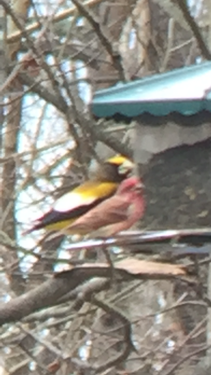 dlask žlutočelý - ML282021471