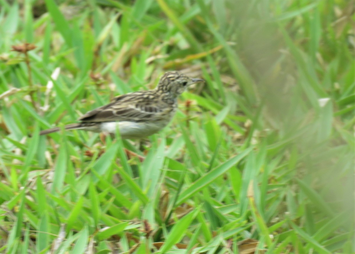 Yellowish Pipit - ML282021571