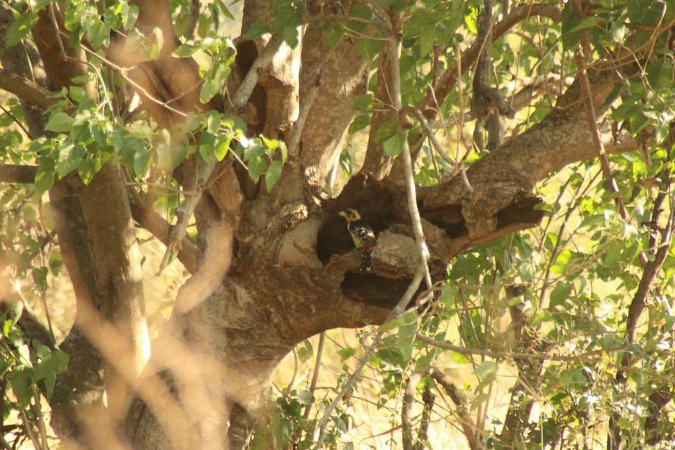 Tawny Eagle - ML282021621