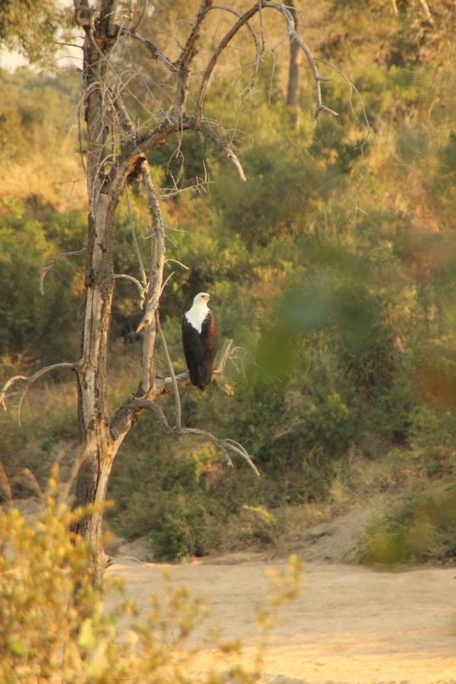 African Fish-Eagle - ML282021661