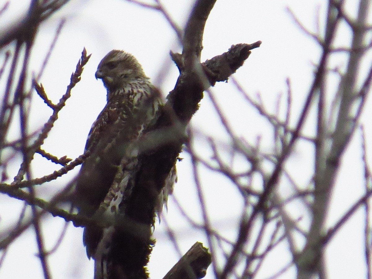 American Goshawk - ML282023111