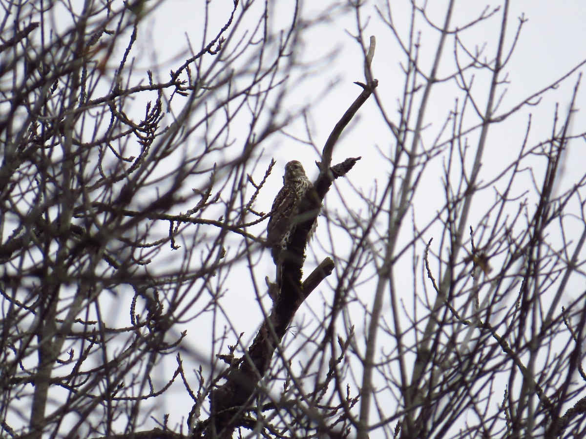 American Goshawk - ML282023151