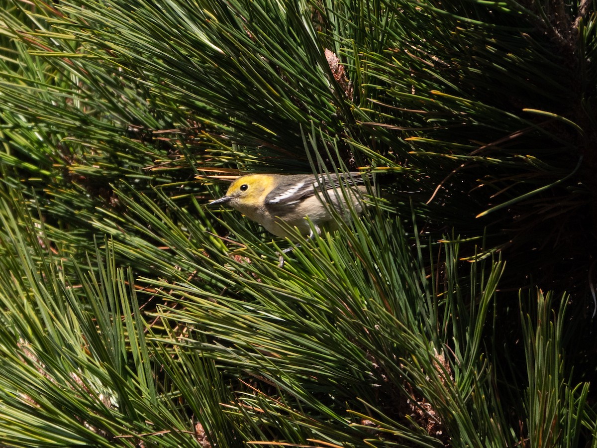 Paruline à tête jaune - ML282023201