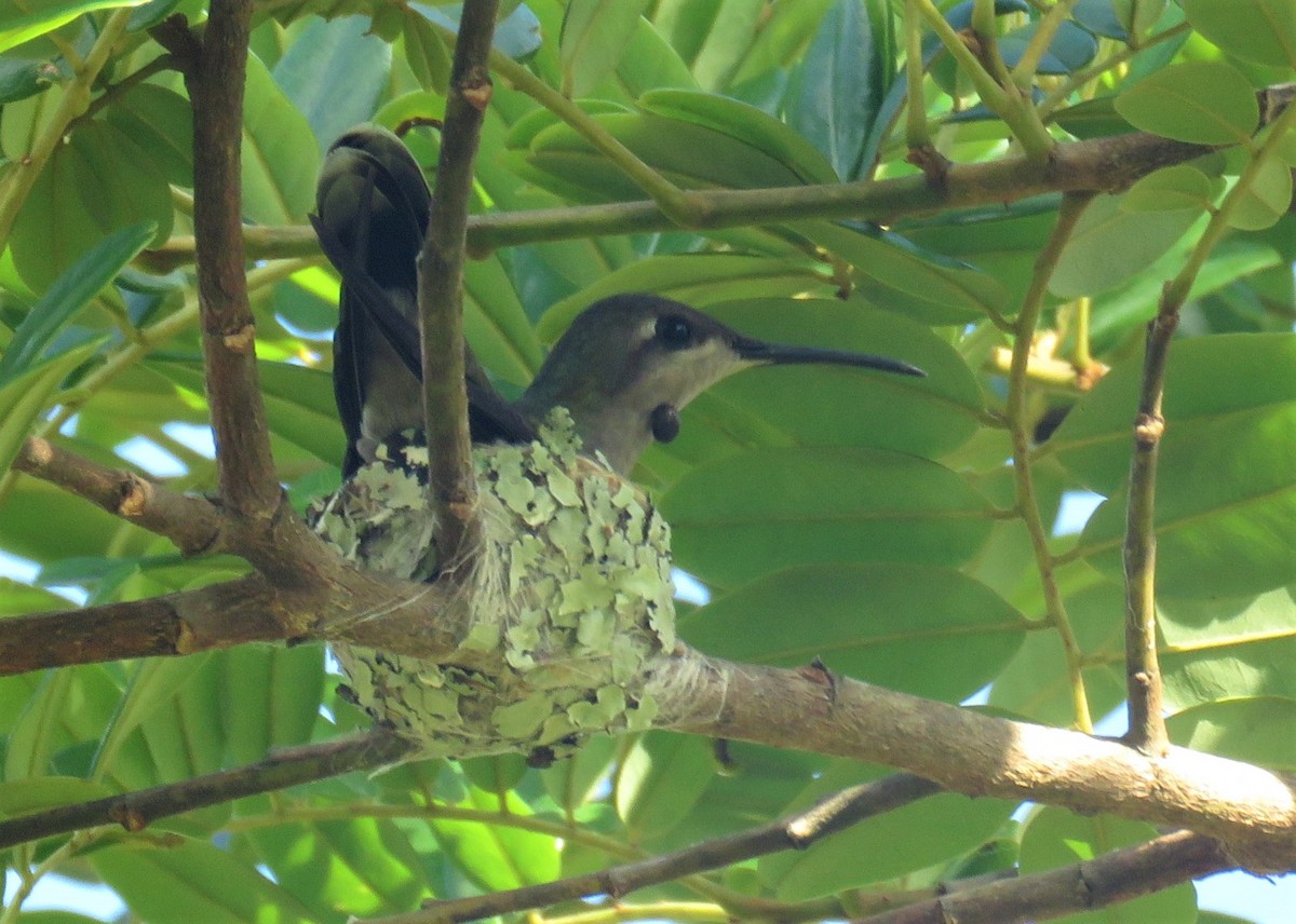 Ruby-topaz Hummingbird - ML282024561