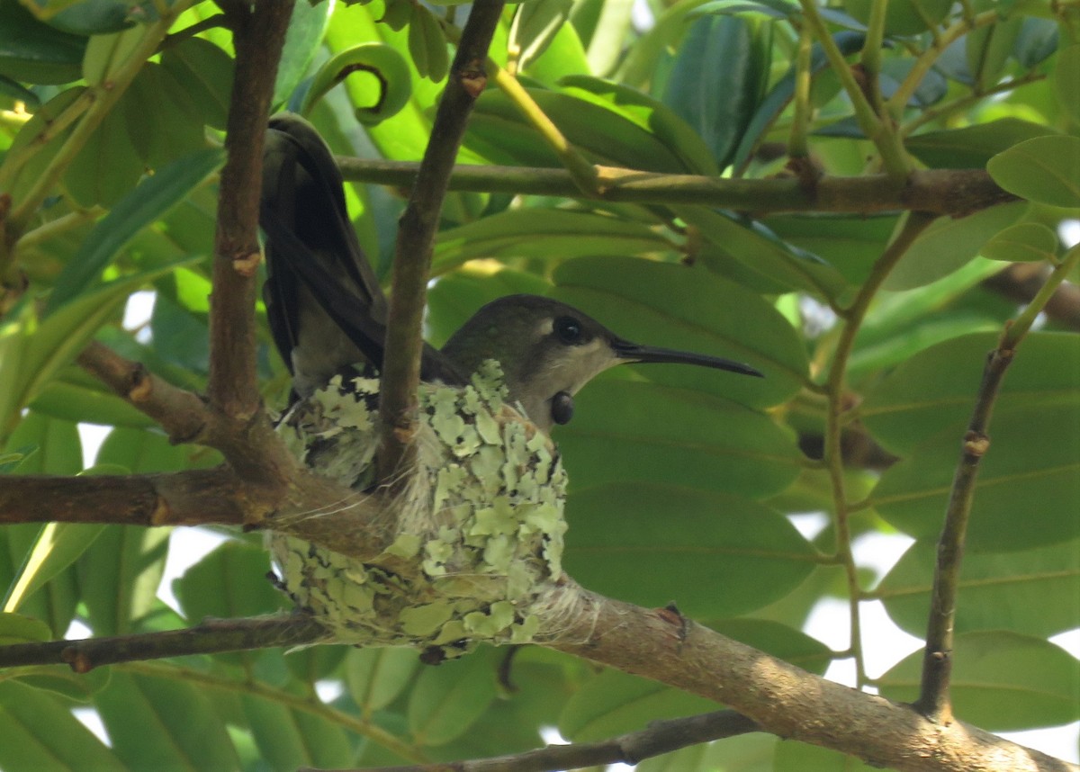 Ruby-topaz Hummingbird - ML282024581