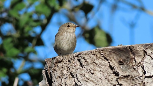Spotted Flycatcher (Spotted) - ML282025521