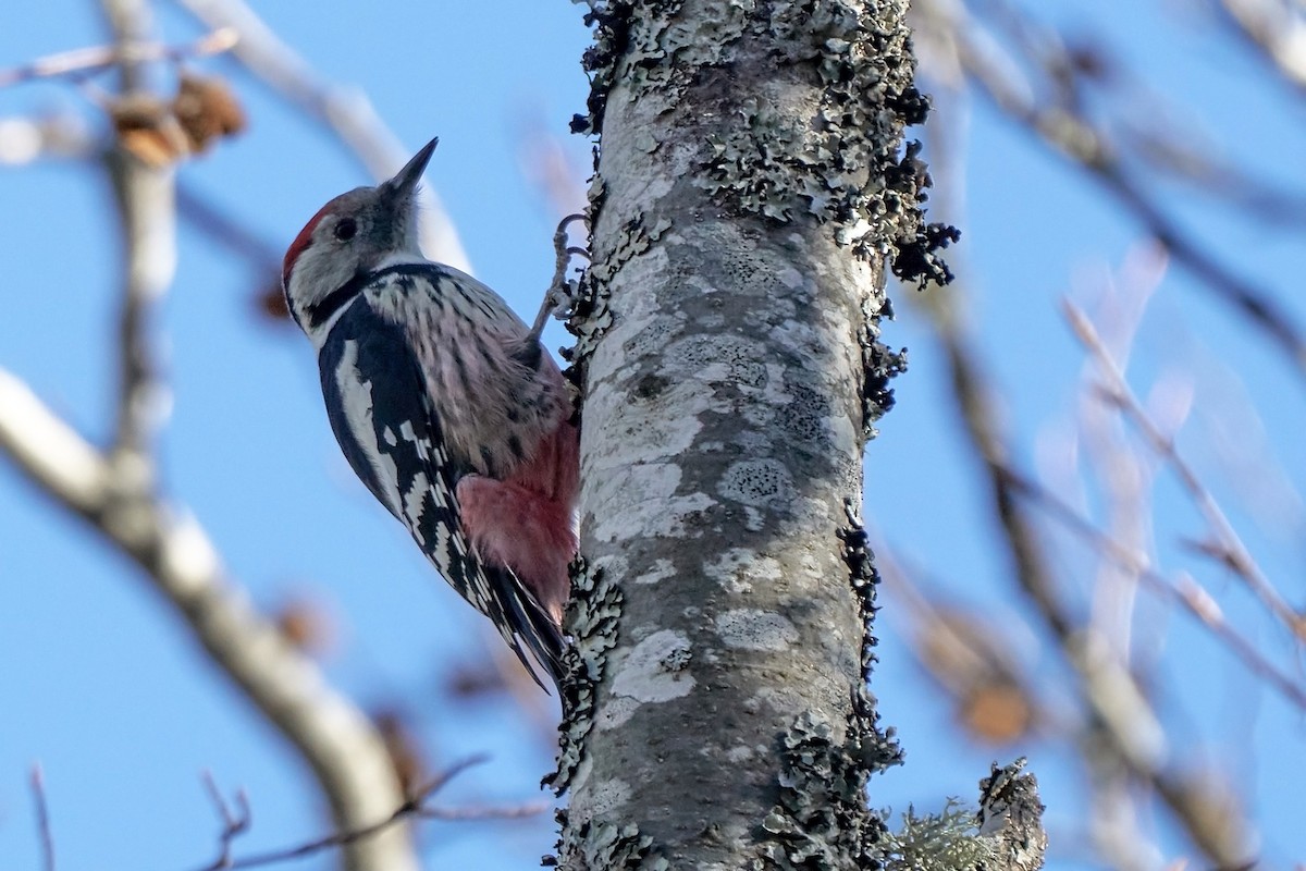 Middle Spotted Woodpecker - ML282026071