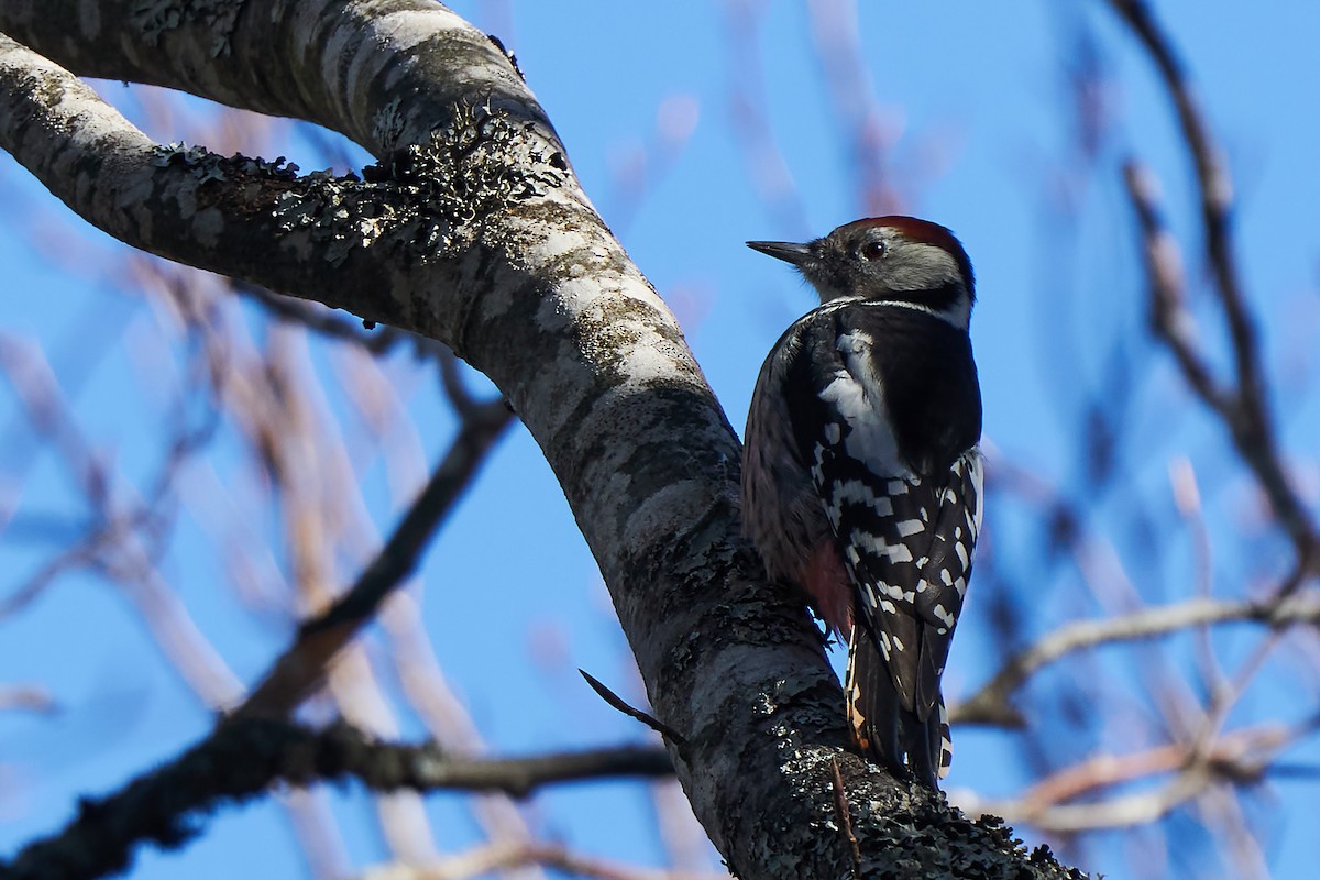 Middle Spotted Woodpecker - ML282026091