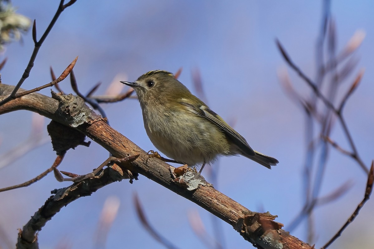 Goldcrest - Miguel Rouco