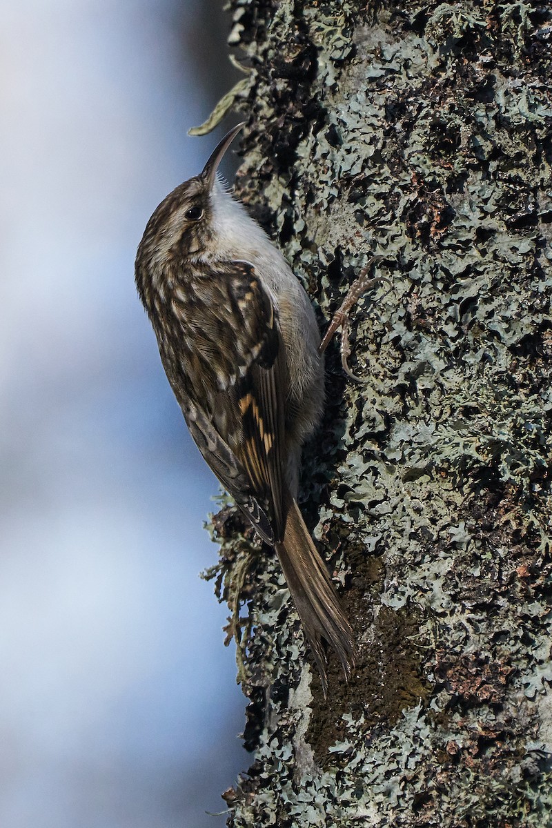 Short-toed Treecreeper - ML282026451