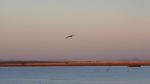 Short-eared Owl - ML282026601