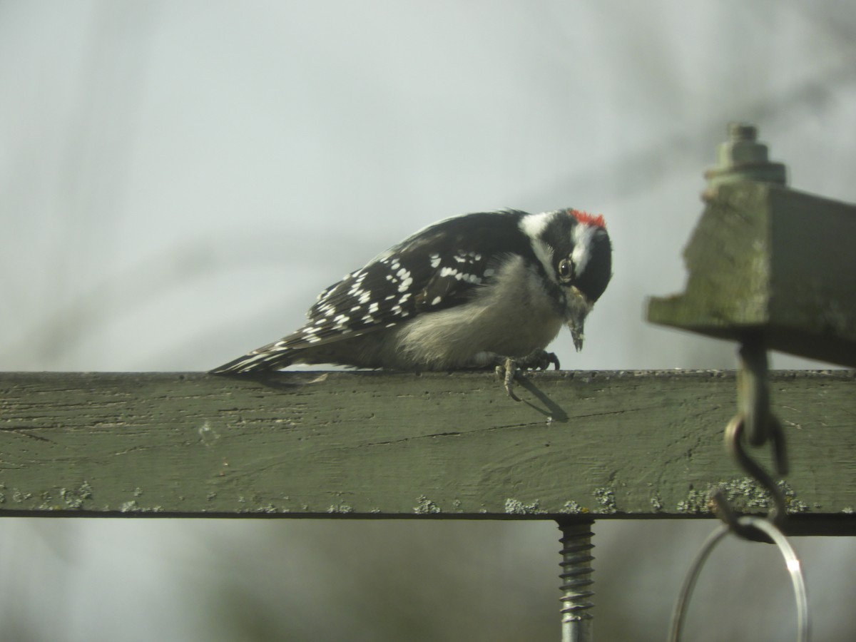 Downy Woodpecker - ML282027321