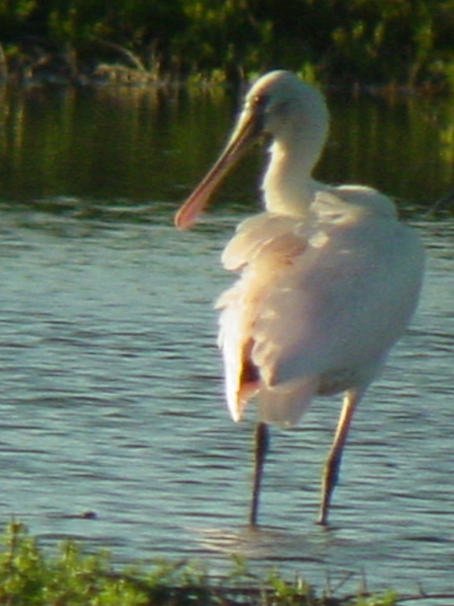 Roseate Spoonbill - David Robichaud