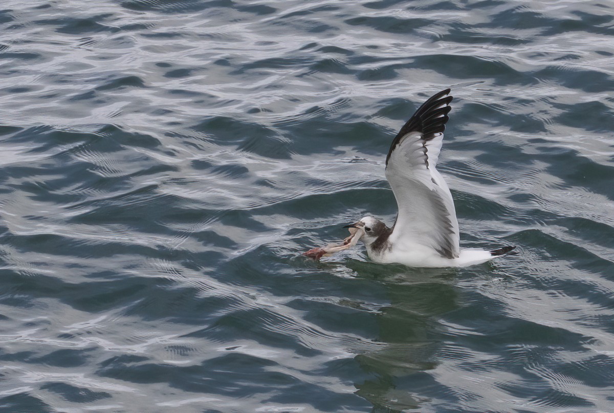 Sabine's Gull - barbara taylor