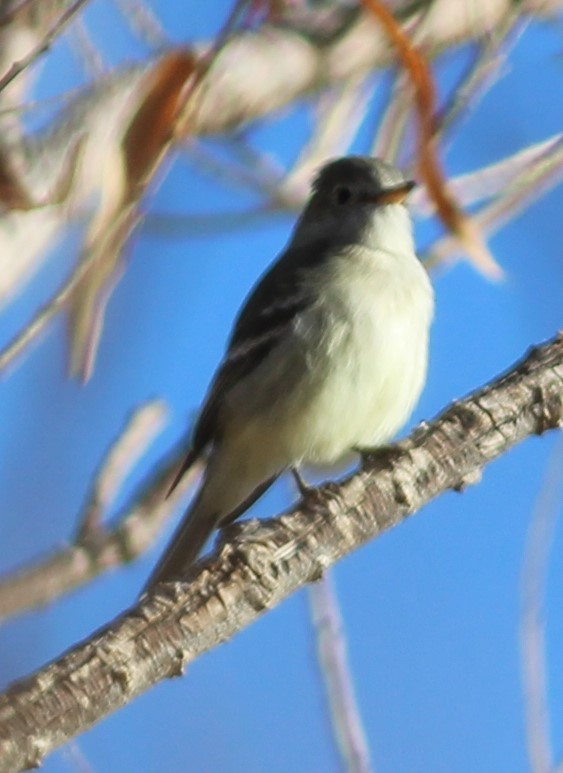 Gray Flycatcher - ML282028341