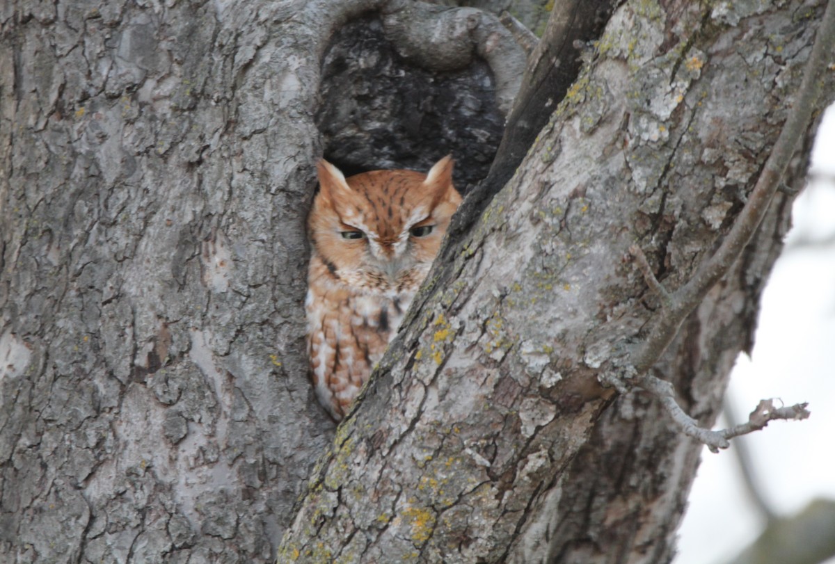 Eastern Screech-Owl - ML282029201