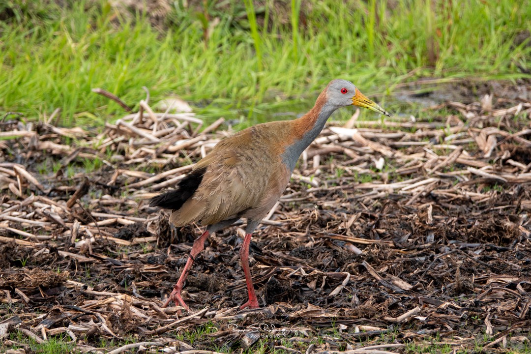 Giant Wood-Rail - ML282031651