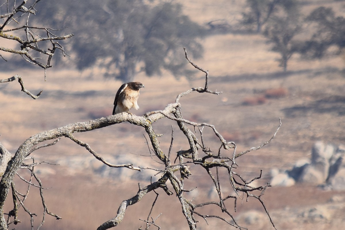Red-tailed Hawk - ML282032411